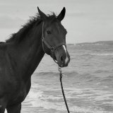 Camino du Mas, cheval des Écuries du Mas à Lançon en Provence