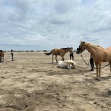 Chevaux des Écuries du Mas se roulant sur la plage