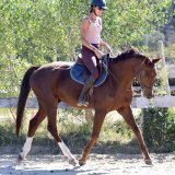 Nathalie Nicolle dressant un cheval aux Écuries du Mas à Lançon de Provence