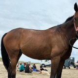 Cavaliers des Écuries du Mas piqueniquant sur la plage